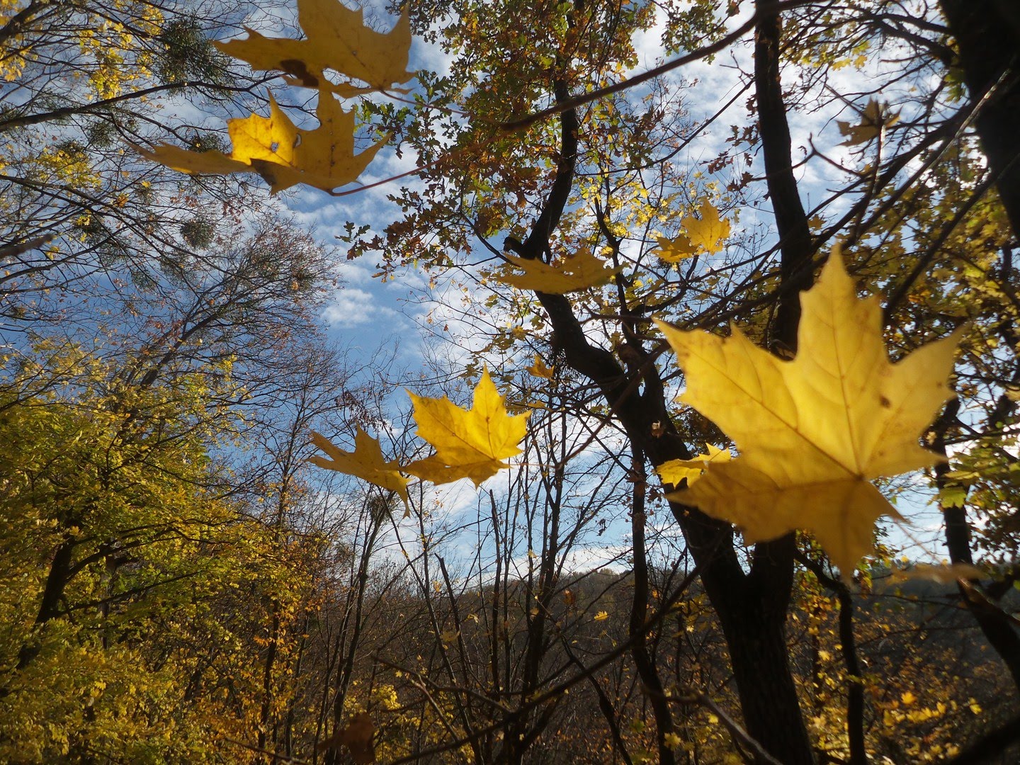 Осенний воздух свеж. Шумели листья облетая Бунин. Осенний листопад. Осень листопад. Падающие листья.