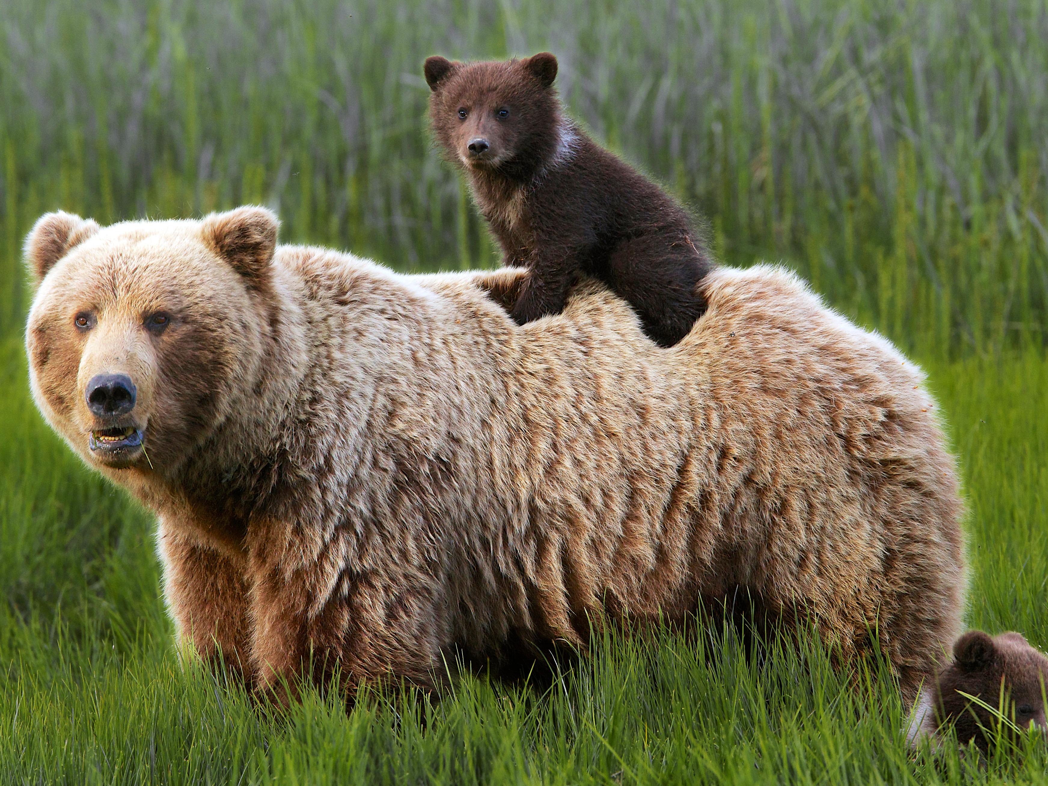 Популяция бурых медведей. Европейский бурый медведь. Дальневосточный бурый медведь. Медведь Пестун. Бурый медведь Пестун.