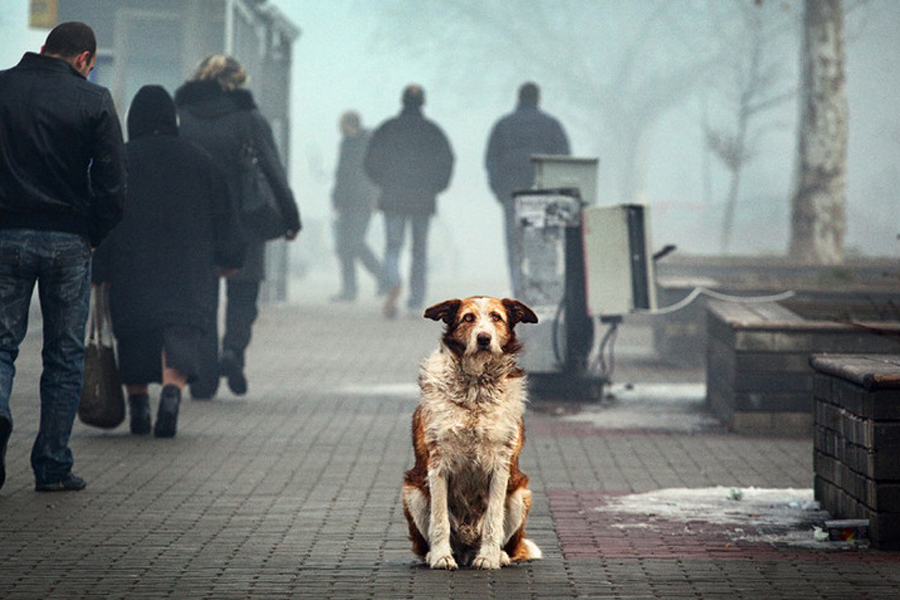 Всемирный день домашних животных 2021