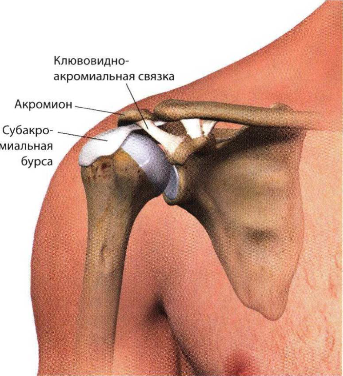 Ткани плеча. Капсулитит плечевого сустава. Адгезивный капсулит плечевого сустава. Субакромиальная Бурса. Бурсит плечевого сустава анатомия.